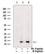 H2BK20ac Antibody in Western Blot (WB)