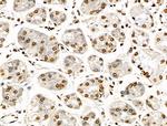 Histone H3ac (pan-acetyl) Antibody in Immunohistochemistry (Paraffin) (IHC (P))