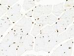 Histone H3ac (pan-acetyl) Antibody in Immunohistochemistry (Paraffin) (IHC (P))