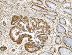 Histone H3ac (pan-acetyl) Antibody in Immunohistochemistry (Paraffin) (IHC (P))