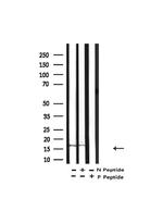 Histone H3ac (pan-acetyl) Antibody in Western Blot (WB)