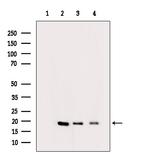 Histone H3ac (pan-acetyl) Antibody in Western Blot (WB)