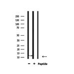 H4K12ac Antibody in Western Blot (WB)