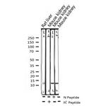 H4K5ac Antibody in Western Blot (WB)