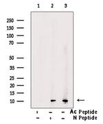 H4K5ac Antibody in Western Blot (WB)