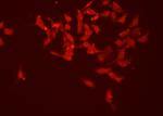 Blimp-1 Antibody in Immunocytochemistry (ICC/IF)