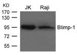 Blimp-1 Antibody in Western Blot (WB)