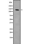 AEBP1 Antibody in Western Blot (WB)