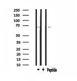 CCNK Antibody in Western Blot (WB)