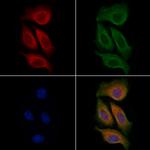 CD48 Antibody in Immunocytochemistry (ICC/IF)