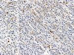 CD48 Antibody in Immunohistochemistry (Paraffin) (IHC (P))