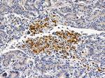 CD48 Antibody in Immunohistochemistry (Paraffin) (IHC (P))