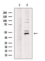 GPR83 Antibody in Western Blot (WB)