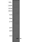 HOPX Antibody in Western Blot (WB)