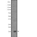 IL-9 Antibody in Western Blot (WB)