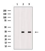 ING2 Antibody in Western Blot (WB)