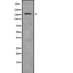 Laminin-213 Antibody in Western Blot (WB)