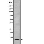 LAMTOR3 Antibody in Western Blot (WB)