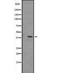 MAPK12 Antibody in Western Blot (WB)