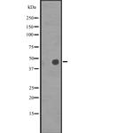 POU3F2 Antibody in Western Blot (WB)