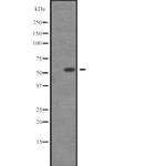 SGK3 Antibody in Western Blot (WB)