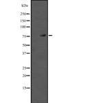 TAB2 Antibody in Western Blot (WB)