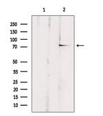 ABCB10 Antibody in Western Blot (WB)