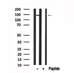 ABCB11 Antibody in Western Blot (WB)