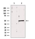 ACOX1 Antibody in Western Blot (WB)