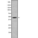 Actin Antibody in Western Blot (WB)