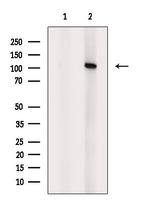 ADAM19 Antibody in Western Blot (WB)