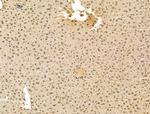 ADCY10 Antibody in Immunohistochemistry (Paraffin) (IHC (P))