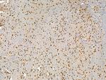 ADCY10 Antibody in Immunohistochemistry (Paraffin) (IHC (P))