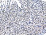 ADCY10 Antibody in Immunohistochemistry (Paraffin) (IHC (P))