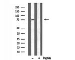 alpha-2c Adrenergic Receptor Antibody in Western Blot (WB)