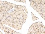 EEF1E1 Antibody in Immunohistochemistry (Paraffin) (IHC (P))