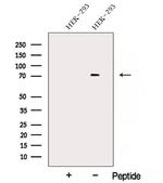 AKAP8L Antibody in Western Blot (WB)