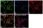 Aldolase C Antibody in Immunocytochemistry (ICC/IF)