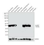 Aldolase C Antibody