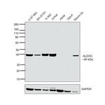 Aldolase C Antibody in Western Blot (WB)