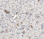 Aldolase C Antibody in Immunohistochemistry (Paraffin) (IHC (P))