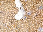 Spectrin alpha-1 Antibody in Immunohistochemistry (Paraffin) (IHC (P))