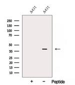 AMD1 Antibody in Western Blot (WB)