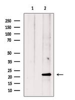 AMELX Antibody in Western Blot (WB)