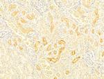 Protein APC Antibody in Immunohistochemistry (Paraffin) (IHC (P))