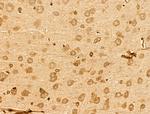 Apelin Antibody in Immunohistochemistry (Paraffin) (IHC (P))