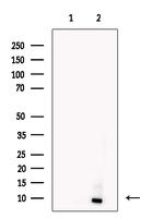 Apelin Antibody in Western Blot (WB)