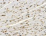 APPL1 Antibody in Immunohistochemistry (Paraffin) (IHC (P))