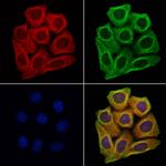 Aquaporin 9 Antibody in Immunocytochemistry (ICC/IF)