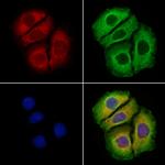 Arg3.1 Antibody in Immunocytochemistry (ICC/IF)